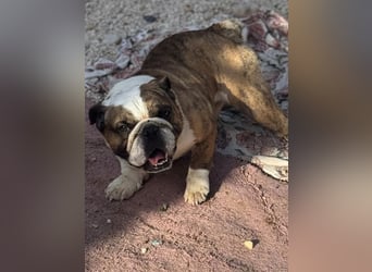 Notfall Manolo hofft auf seine Chance