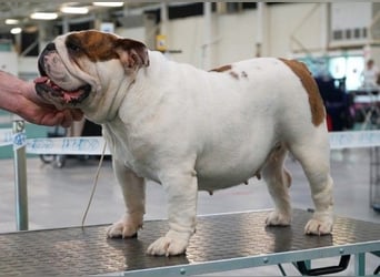 Reinrassiges, wunderschönes und süßes Englisches Bulldoggenmädchen mit FCI-Papieren