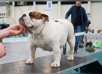 Reinrassiges, wunderschönes und süßes Englisches Bulldoggenmädchen mit FCI-Papieren