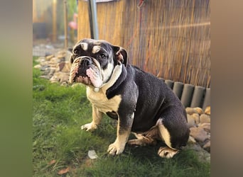 Sally - ist eine Einzelprinzessin