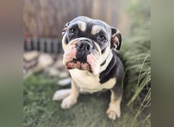 Sally - ist eine Einzelprinzessin