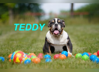 Gesunde Reinrassige Englische Bulldogge Welpen