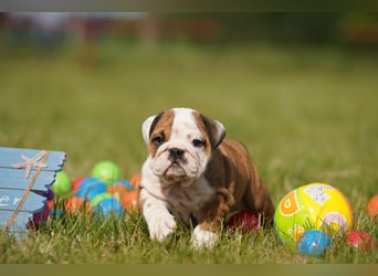 Gesunde, Reinrassige & Super Süße Englische Bulldogge Welpen