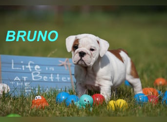 Gesunde, Reinrassige & Super Süße Englische Bulldogge Welpen