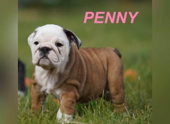 Gesunde, Reinrassige & Super Süße Englische Bulldogge Welpen