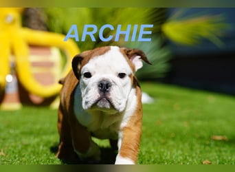 Gesunde Reinrassige Englische Bulldogge Welpen