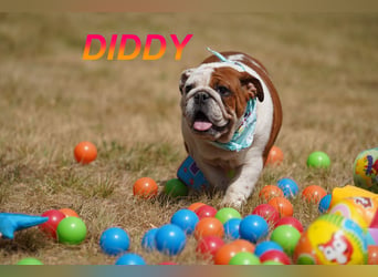 Gesunde Reinrassige Englische Bulldogge Welpen