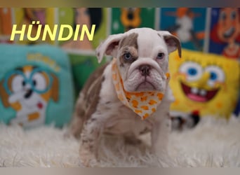Gesunde Reinrassige Englische Bulldogge Welpen