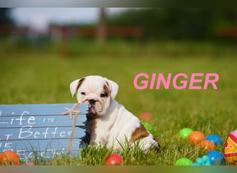 Gesunde, Reinrassige & Super Süße Englische Bulldogge Welpen