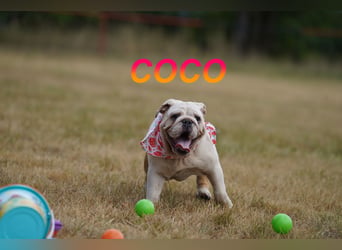 Gesunde Reinrassige Englische Bulldogge Welpen