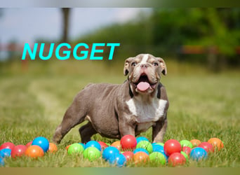 Gesunde Reinrassige Englische Bulldogge Welpen