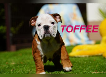 Gesunde Reinrassige Englische Bulldogge Welpen