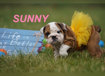 Gesunde, Reinrassige & Super Süße Englische Bulldogge Welpen