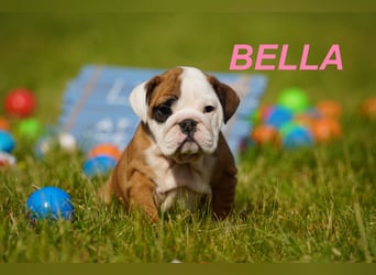 Gesunde, Reinrassige & Super Süße Englische Bulldogge Welpen