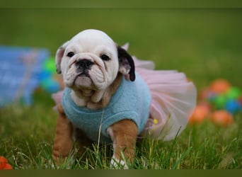 Gesunde, Reinrassige & Super Süße Englische Bulldogge Welpen