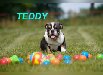 Gesunde Reinrassige Englische Bulldogge Welpen