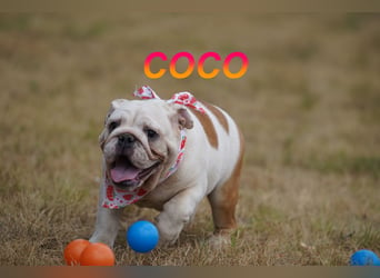 Gesunde Reinrassige Englische Bulldogge Welpen