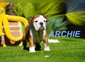 Gesunde Reinrassige Englische Bulldogge Welpen