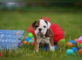 Gesunde, Reinrassige & Super Süße Englische Bulldogge Welpen