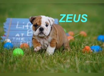 Gesunde, Reinrassige & Super Süße Englische Bulldogge Welpen