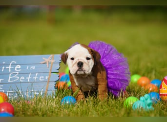 Gesunde, Reinrassige & Super Süße Englische Bulldogge Welpen