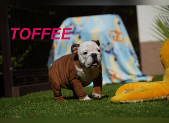 Gesunde Reinrassige Englische Bulldogge Welpen