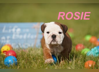 Gesunde, Reinrassige & Super Süße Englische Bulldogge Welpen