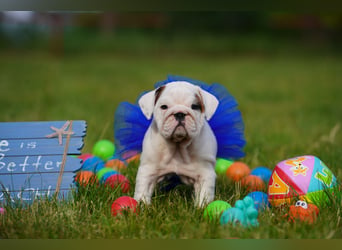 Gesunde, Reinrassige & Super Süße Englische Bulldogge Welpen