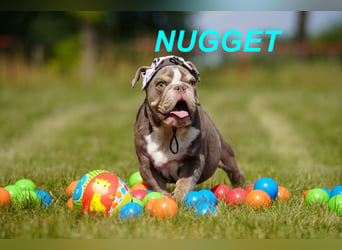 Gesunde Reinrassige Englische Bulldogge Welpen