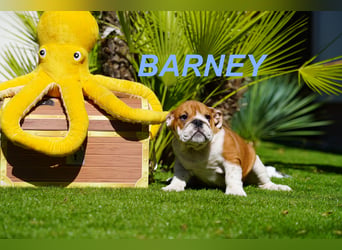 Gesunde Reinrassige Englische Bulldogge Welpen