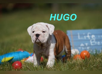 Gesunde, Reinrassige & Super Süße Englische Bulldogge Welpen