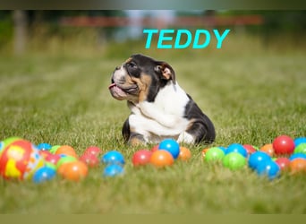 Gesunde Reinrassige Englische Bulldogge Welpen