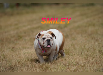 Gesunde Reinrassige Englische Bulldogge Welpen