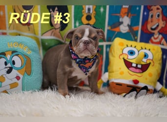 Gesunde Reinrassige Englische Bulldogge Welpen