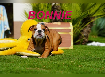 Gesunde Reinrassige Englische Bulldogge Welpen