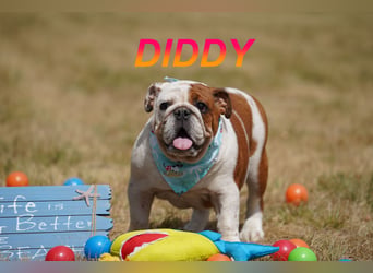 Gesunde Reinrassige Englische Bulldogge Welpen
