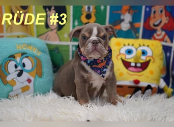 Gesunde Reinrassige Englische Bulldogge Welpen