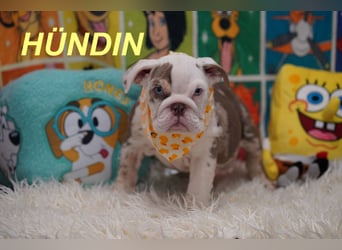 Gesunde Reinrassige Englische Bulldogge Welpen