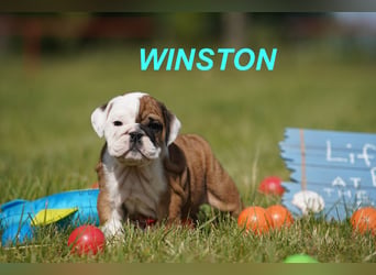 Gesunde, Reinrassige & Super Süße Englische Bulldogge Welpen