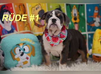 Gesunde Reinrassige Englische Bulldogge Welpen