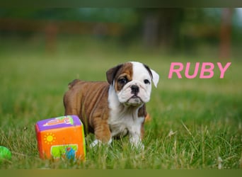 Gesunde, Reinrassige & Super Süße Englische Bulldogge Welpen