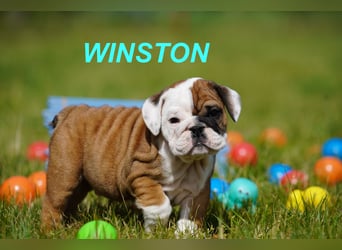 Gesunde, Reinrassige & Super Süße Englische Bulldogge Welpen