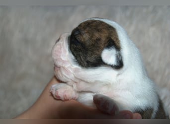 Bulldogs vom Zwieseltal