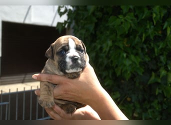 Continental Bulldog Welpen VDH/CBCD - The Loki Bull