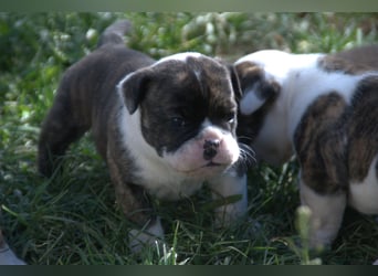English Bulldog alternativ - Bulldogs vom Zwieseltal