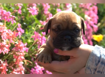 Continental Bulldog Welpen vom Zwieseltal