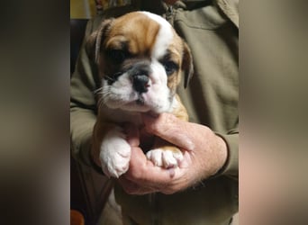 English Bulldog alternativ - Bulldogs vom Zwieseltal