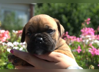 Continental Bulldog Welpen vom Zwieseltal