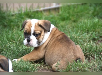 English Bulldog alternativ - Bulldogs vom Zwieseltal