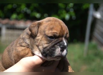 Continental Bulldog Welpen VDH/CBCD - The Loki Bull